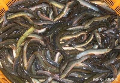 喂龍魚的泥鰍處理：喂食龍魚泥鰍時(shí)，可以通過哪些方式來降低風(fēng)險(xiǎn) 龍魚百科 第1張