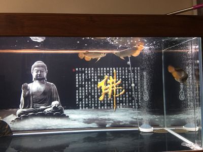 做夢(mèng)夢(mèng)到龍魚是什么意思周公解夢(mèng)：最兇猛的龍魚排名 龍魚百科 第2張