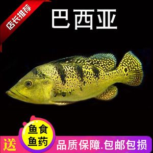 龍魚最好的配魚方法圖解：龍魚最佳的配魚方法 龍魚百科 第3張