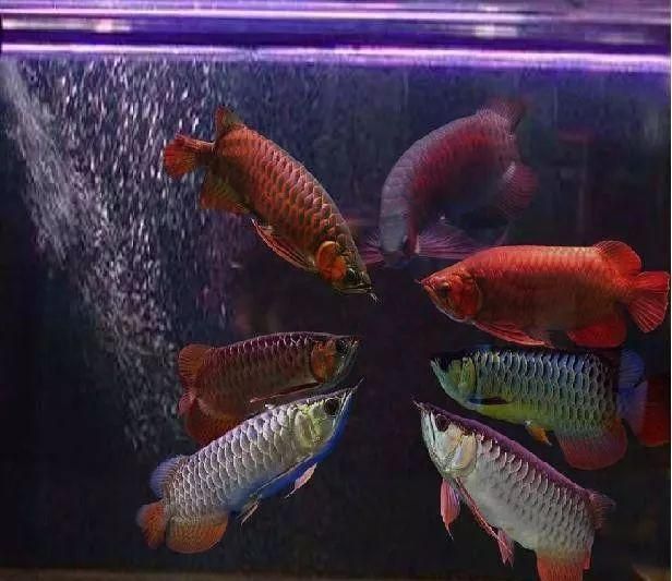 紅尾金龍魚(yú)什么時(shí)候變色的：紅尾金龍魚(yú)什么時(shí)候變色