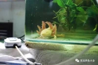 剛繁殖出來的六角龍魚怎么養(yǎng)：剛繁殖出來的六角龍魚怎么養(yǎng)剛繁殖出來的六角龍魚