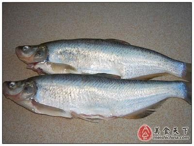 紅龍魚背上有白點是什么：紅龍魚背上有白點是怎么回事 龍魚百科 第2張