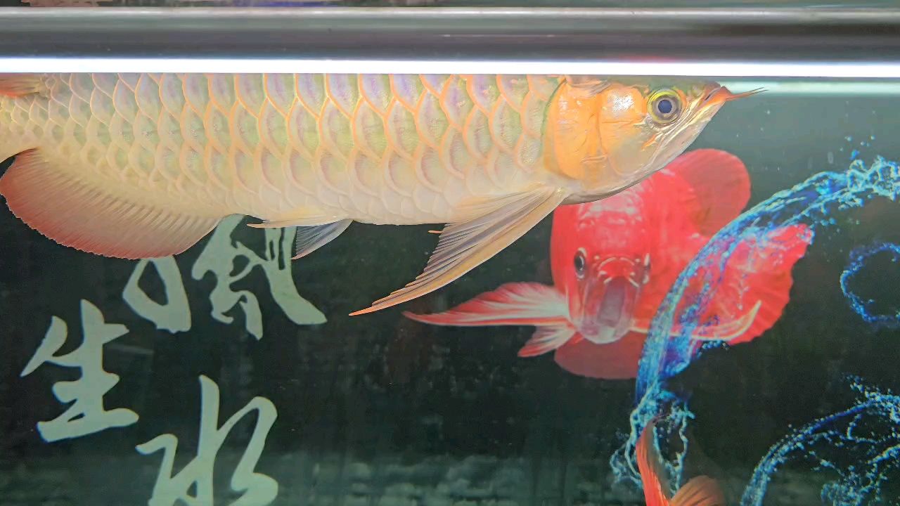 ：養(yǎng)魚人lx評(píng)論：空氣缸才是好缸 觀賞魚論壇