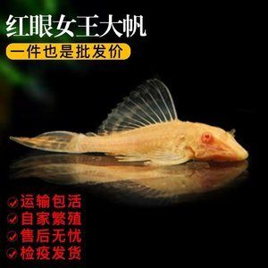 龍魚把女王吃了：龍魚與“女王”魚類混養(yǎng)搜索結(jié)果表明，龍魚可能會(huì)攻擊其他魚類