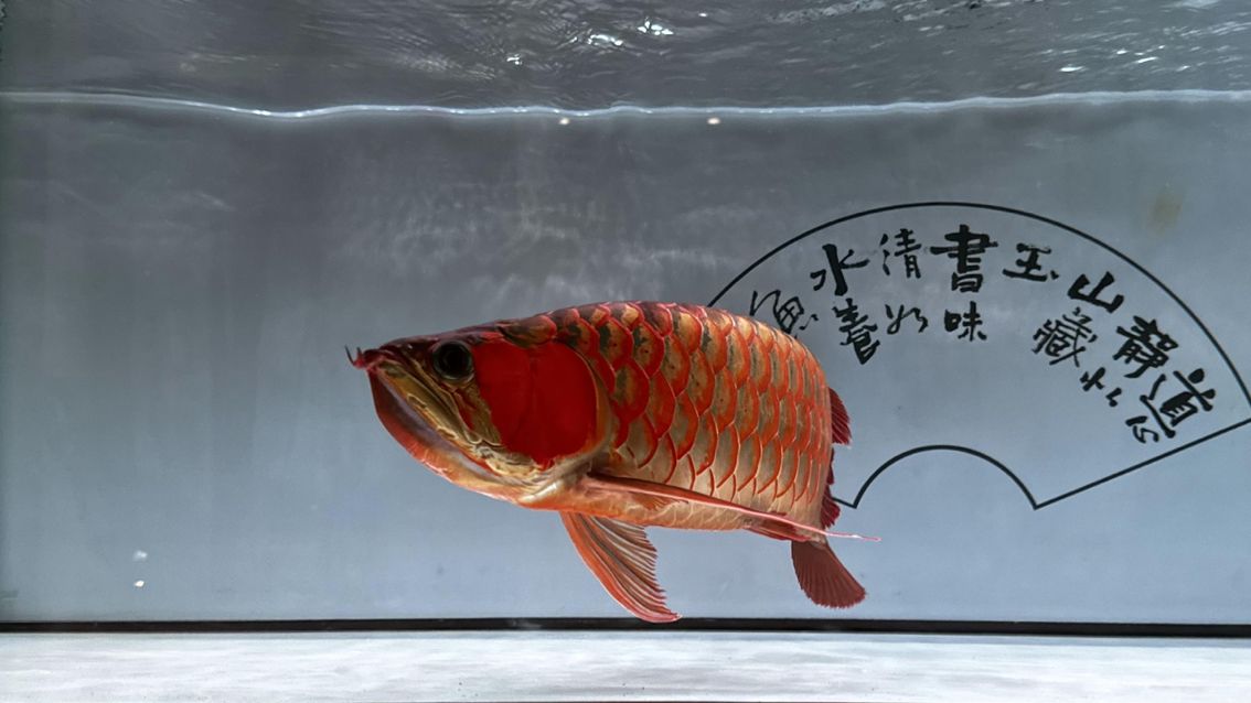 龍魚微信名：帶有龍和魚元素的微信名字， 龍魚百科