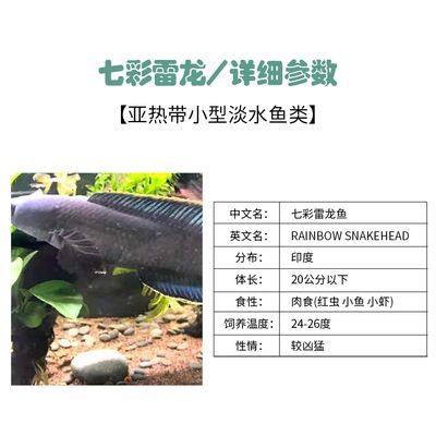 你知道龍魚(yú)為什么只養(yǎng)一條嘛英語(yǔ)：你知道龍魚(yú)為什么只養(yǎng)一條嗎 龍魚(yú)百科 第2張