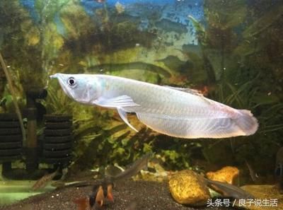 喂養(yǎng)銀龍魚：喂養(yǎng)銀龍魚的注意事項 龍魚百科 第2張