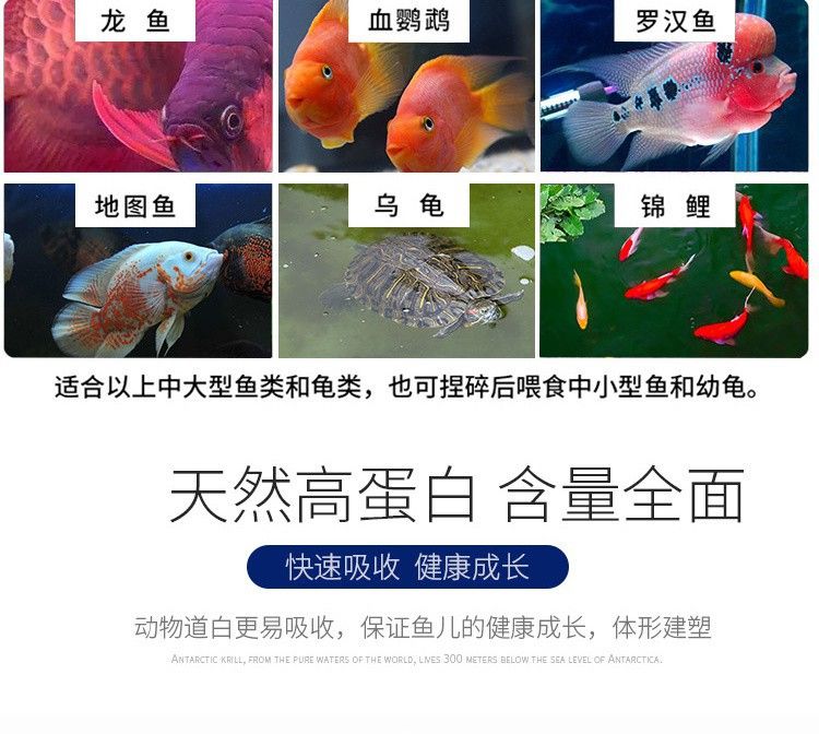 龍魚(yú)能喂干蝦嗎：龍魚(yú)可以喂食干蝦嗎 龍魚(yú)百科 第2張