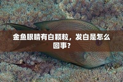 龍魚死后眼睛發(fā)白什么原因：龍魚死后眼睛發(fā)白什么原因龍魚死后眼睛發(fā)白什么原因 龍魚百科 第1張