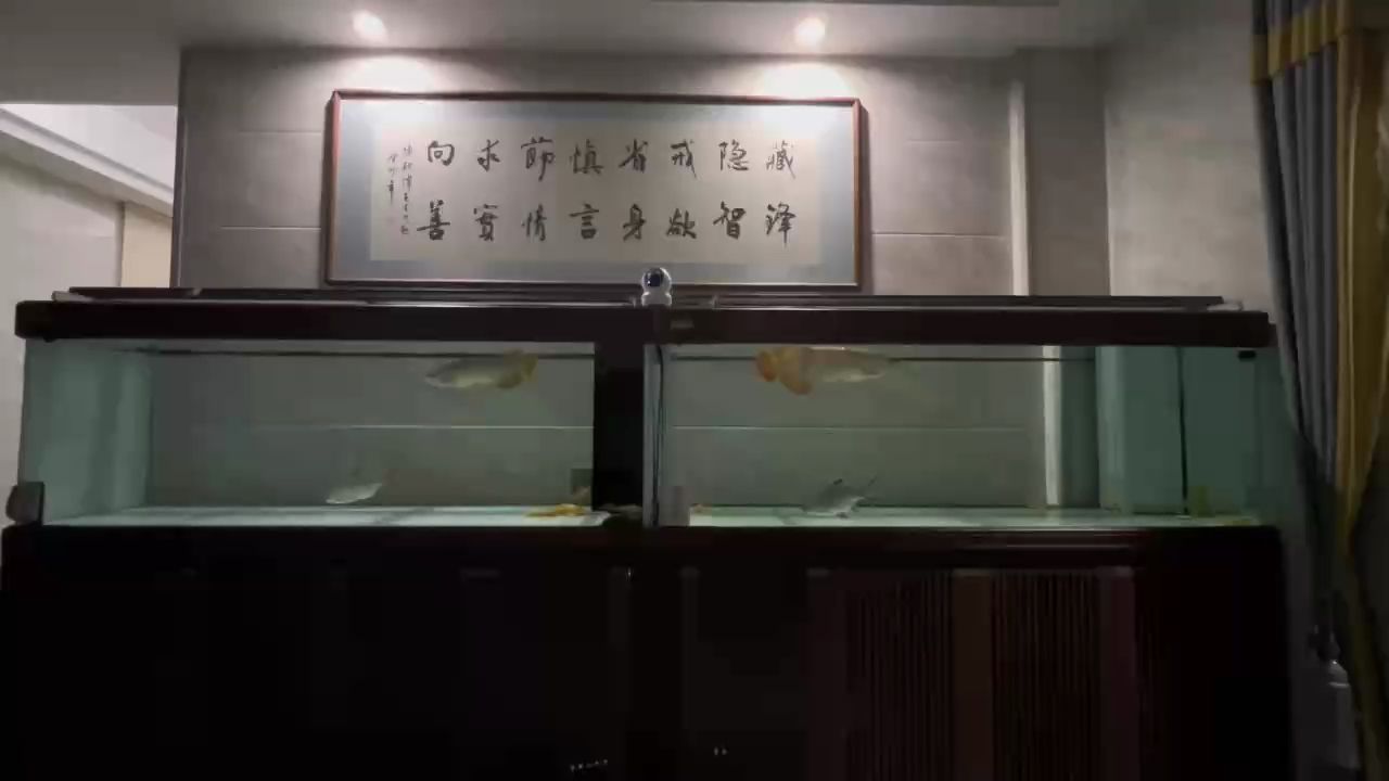 魚房：_小金龍評論：夜色朦朧，魚兒飄逸如畫,隨心所欲 觀賞魚論壇