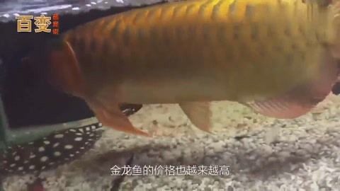 給金龍魚做手術(shù)怎么做好：如何給金龍魚做手術(shù)