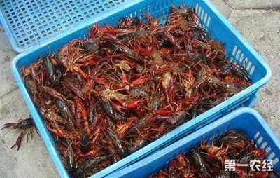 小龍魚苗吃什么：小龍魚在不同階段的飼料選擇