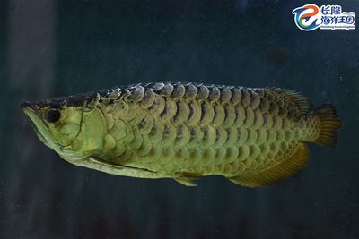 龍魚保護(hù)動物案：“龍魚保護(hù)動物案”反映了龍魚作為保護(hù)動物所受到的關(guān)注和法律保護(hù) 龍魚百科 第1張