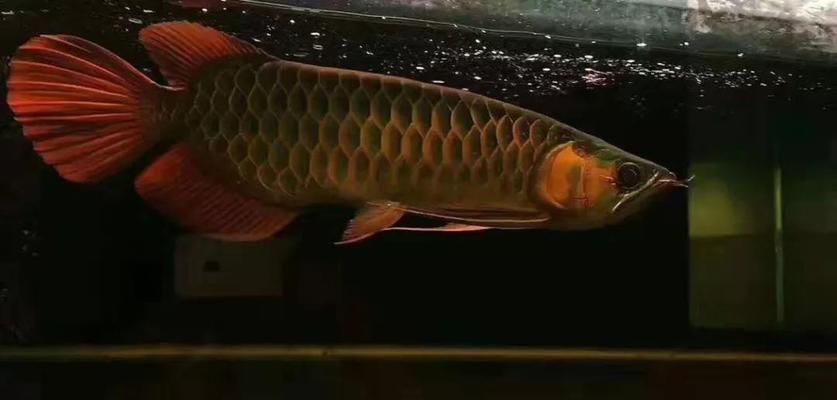 紅龍魚(yú)鱗片怎么看幾排的：關(guān)于紅龍魚(yú)鱗片觀察的一些詳細(xì)信息 龍魚(yú)百科 第3張