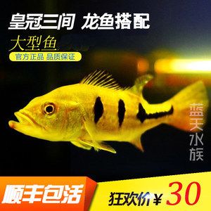 龍魚(yú)一般配什么魚(yú)好看：選擇與龍魚(yú)混養(yǎng)的配魚(yú)時(shí)需要考慮多個(gè)因素，需要考慮多個(gè)因素