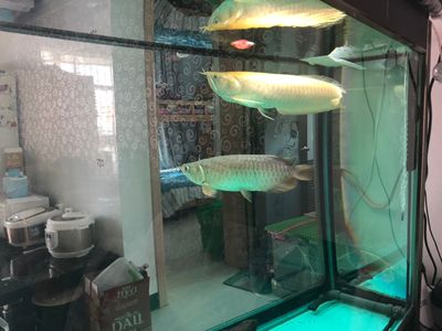 哪里買龍魚便宜：購買龍魚時價格因素是很多魚友考慮的重要方面是很多魚友考慮的重要方面