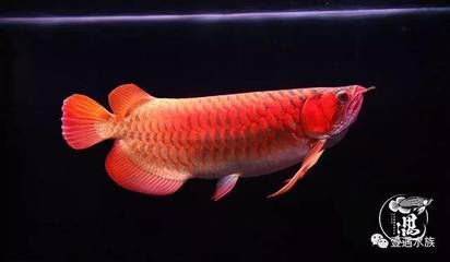 大湖龍魚：關(guān)于大湖龍魚的一些關(guān)鍵信息