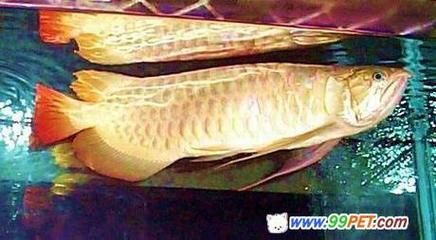 為什么龍魚可以辟邪呢：為什么龍魚可以辟邪呢？ 龍魚百科 第3張