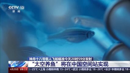 常見觀賞魚的人工繁殖實驗報告單：關(guān)于常見觀賞魚的人工繁殖實驗報告單 龍魚百科 第3張