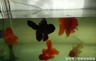 常見觀賞魚的人工繁殖實驗報告單：關(guān)于常見觀賞魚的人工繁殖實驗報告單 龍魚百科 第1張