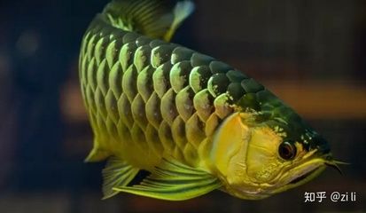 金龍魚吃蛐蛐好嗎：金龍魚可以吃蛐蛐嗎 龍魚百科 第3張