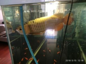 白子金龍魚：白子金龍魚市場(chǎng)趨勢(shì)金龍魚品種介紹 龍魚百科 第3張