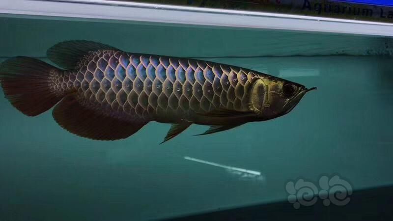 古典龍魚和過背哪個好：古典龍魚和過背龍魚哪個好 龍魚百科 第3張