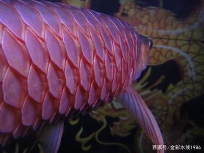 龍魚炸鱗初期表現(xiàn)：龍魚炸鱗初期的一些表現(xiàn) 龍魚百科 第1張