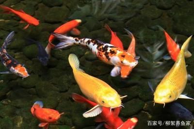 龍魚跳出魚缸有什么征兆嗎：龍魚跳出魚缸有什么征兆龍魚跳出魚缸有什么征兆 龍魚百科 第2張