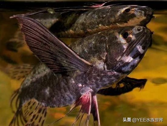 龍魚喂活蝦用拔皮嗎為什么：龍魚喂活蝦用拔皮嗎 龍魚百科 第2張