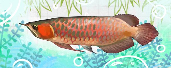 釣紅龍魚(yú)：釣紅龍魚(yú)的方法和技巧