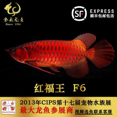 紅福王龍魚萬福：紅福王龍魚萬福是什么？