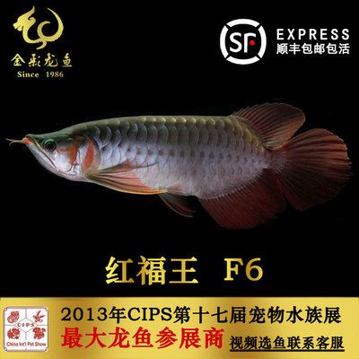 紅福王龍魚萬福：紅福王龍魚萬福是什么？