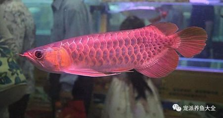 極品紅龍魚價格多少：極品紅龍魚價格多少錢一條極品紅龍魚價格多少錢一條 龍魚百科 第2張