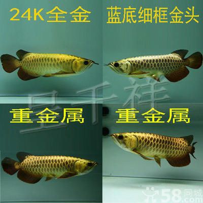 24k特級B級過背金龍魚：24k特級b級過背金龍魚價(jià)格 龍魚百科 第3張