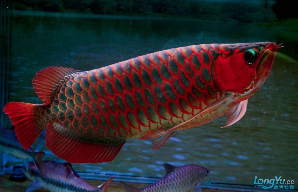 紅龍魚的綠皮與綠底：紅龍魚的綠皮與綠底的區(qū)別