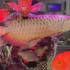 龍魚新入缸不開口：龍魚新入缸不開口怎么辦 龍魚百科 第1張