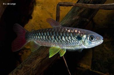 紅尾平克魚混養(yǎng)龍魚：紅尾平克魚與龍魚混養(yǎng)的風(fēng)險 龍魚百科 第1張