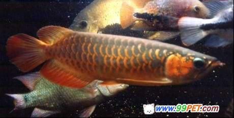 紅龍魚魚苗多長(zhǎng)：紅龍魚一個(gè)月能長(zhǎng)1-2厘米以下是引用 龍魚百科 第2張