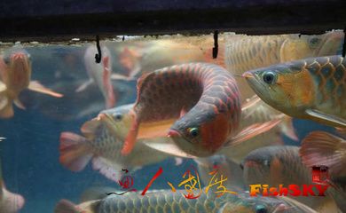 紅龍魚魚苗多長(zhǎng)：紅龍魚一個(gè)月能長(zhǎng)1-2厘米以下是引用 龍魚百科 第3張