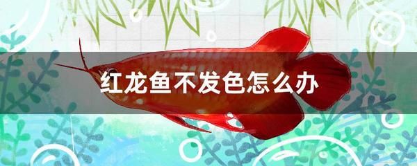 紅龍魚不發(fā)色怎么辦：紅龍魚不發(fā)色怎么辦紅龍魚不發(fā)色怎么辦 龍魚百科