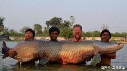 體型最大的龍魚(yú)排名第一：世界上體型最大的龍魚(yú)排名第一 龍魚(yú)百科 第1張