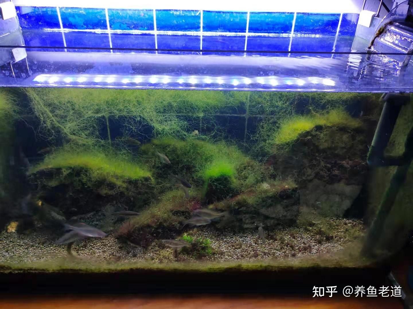 龍魚飼養(yǎng)綠水處理方法圖解：龍魚飼養(yǎng)綠水處理方法