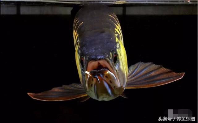 龍魚喂什么活食物好：龍魚可以喂食哪些活食物