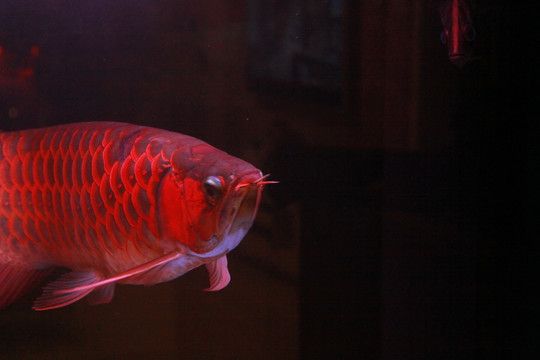 紅龍魚需要燈照嗎：紅龍魚的飼養(yǎng)確實需要考慮燈光的使用