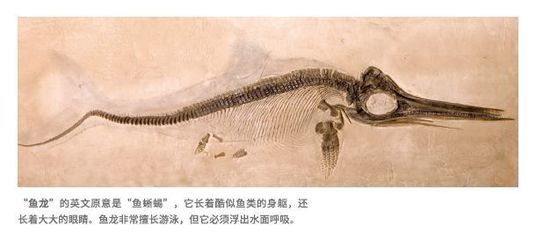 云南龍魚 北京自然博物館：北京自然博物館可以參觀云南龍魚 龍魚百科 第3張