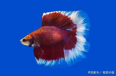 30種常見小型熱帶觀賞魚類：30種常見小型熱帶觀賞魚類：30種常見小型熱帶觀賞魚