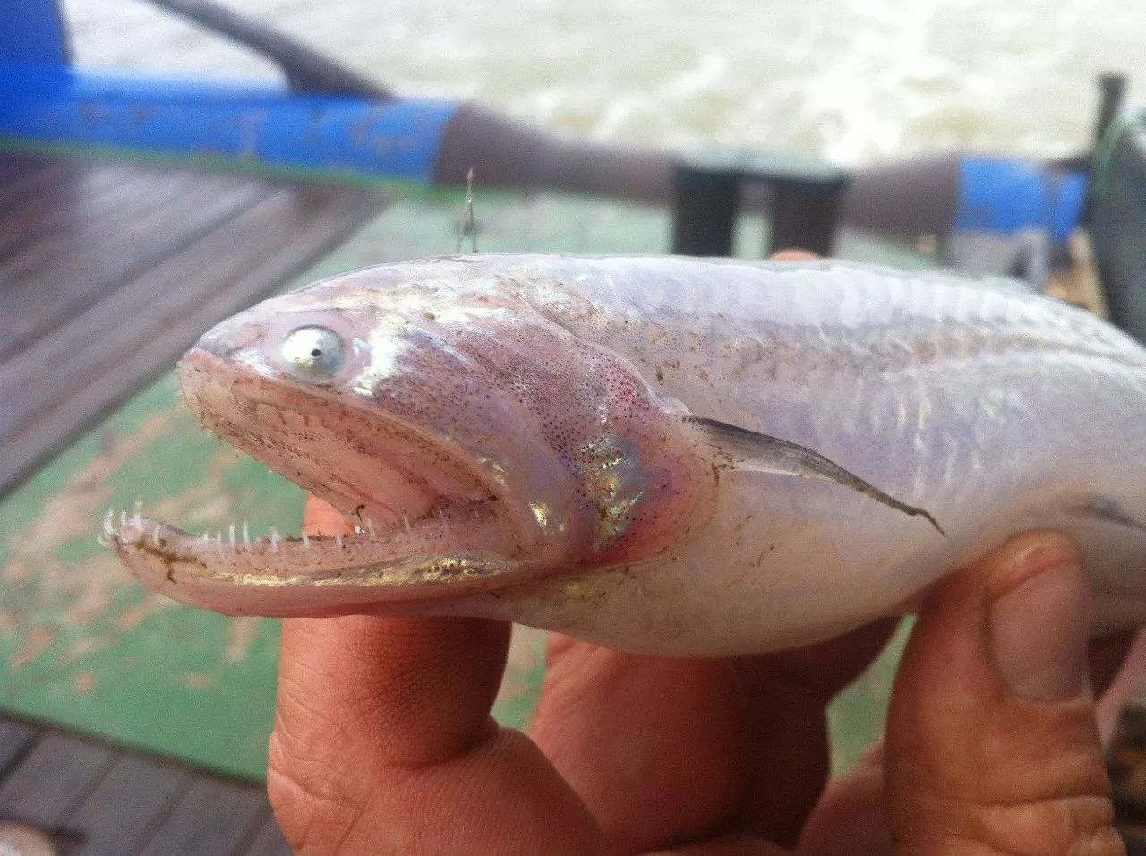 白龍魚刺多不多怎么看出來：白龍魚刺多不多怎么看出來白龍魚刺多不多怎么看