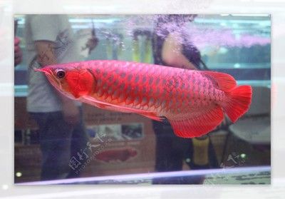 皇宮紅龍魚怎么樣：關(guān)于皇宮紅龍魚的一些詳細信息 龍魚百科 第3張