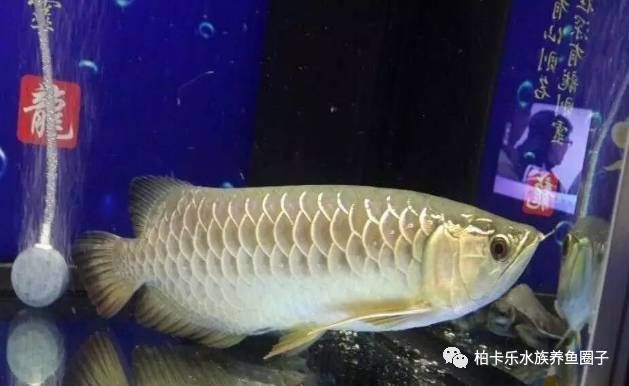 龍魚不吃食肚子鼓鼓的正常嗎：龍魚不吃食肚子鼓鼓是正?，F象嗎，龍魚不吃食肚子鼓鼓的正常嗎 龍魚百科 第1張